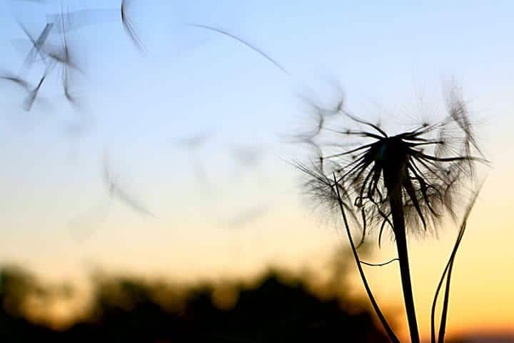 silhouette of dandelion blowing in the wind
